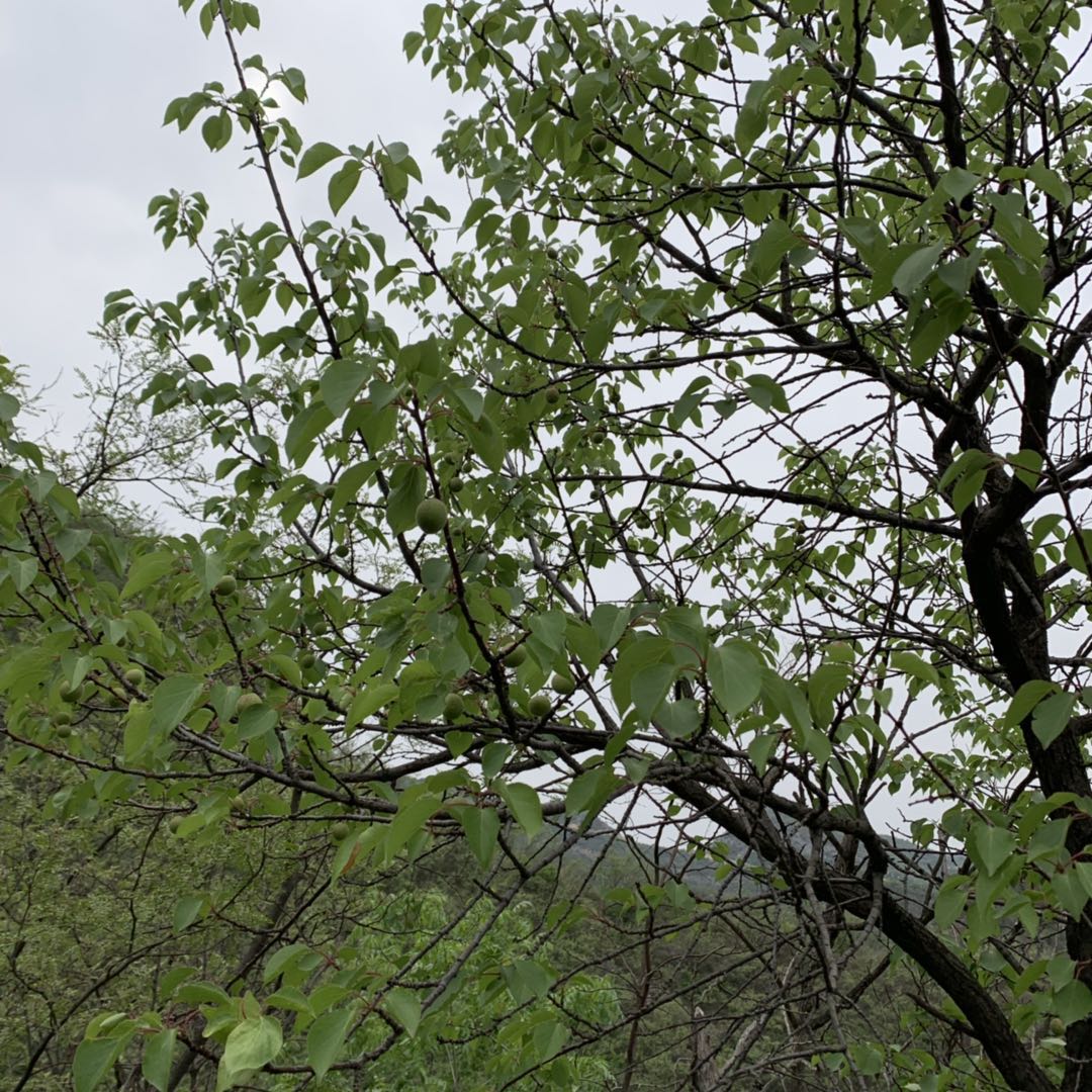 ����̿����ô���Ͱ�������(bi��o)����